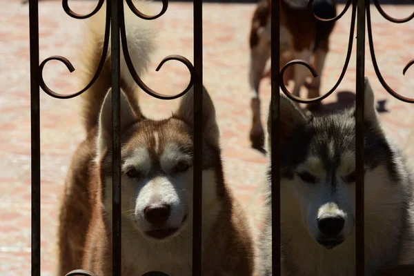 Schattig Honden Achter Metalen Hek — Stockfoto