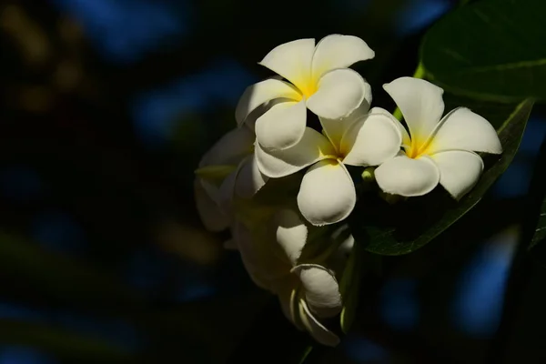 Gros Plan Fleurs Blanches Poussant Extérieur — Photo