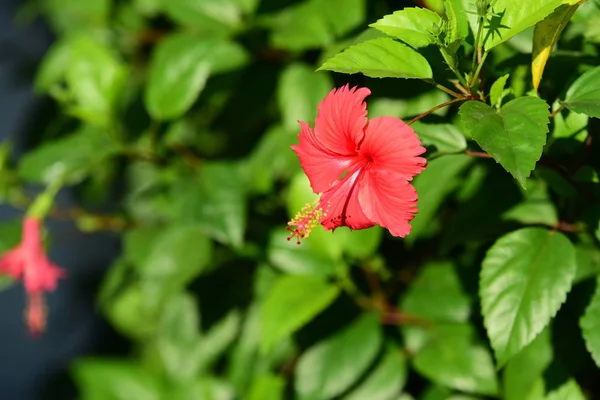 在室外生长着五彩缤纷的花朵 — 图库照片