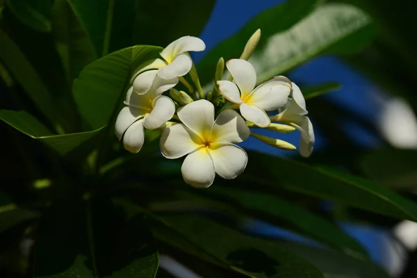 Açık Havada Büyüyen Beyaz Çiçekleri Kapatın — Stok fotoğraf