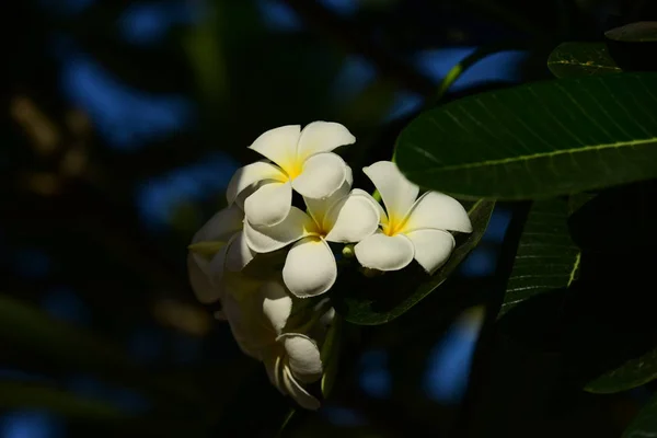 Primo Piano Fiori Bianchi Che Crescono All Aperto — Foto Stock