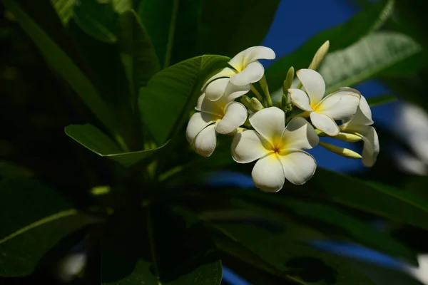 Zblízka Bílé Květy Rostoucí Venku — Stock fotografie