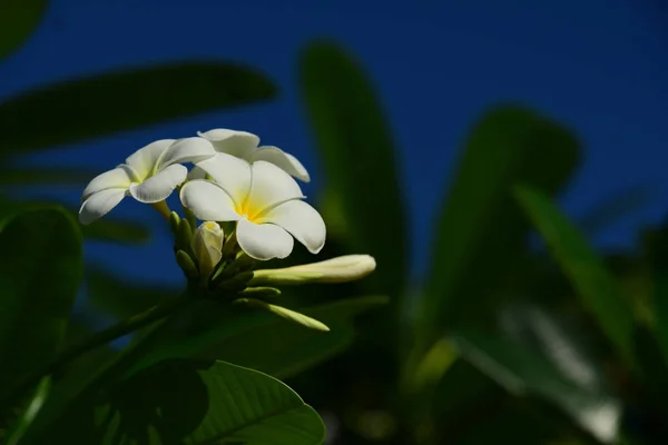 Close Flores Brancas Crescendo Livre — Fotografia de Stock