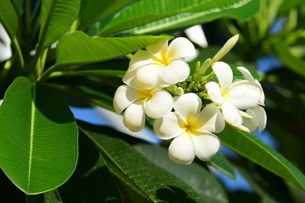 Primo Piano Fiori Bianchi Che Crescono All Aperto — Foto Stock