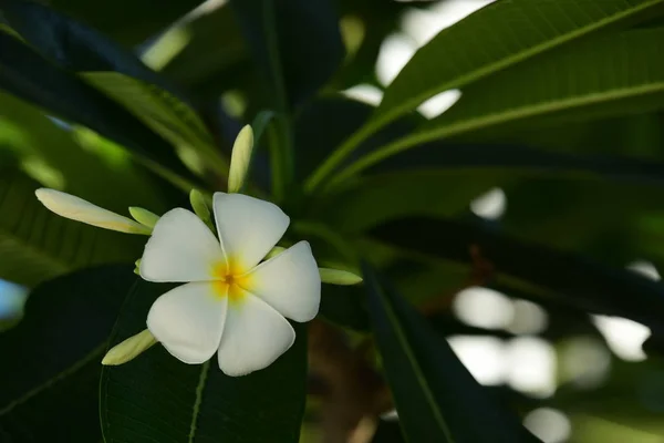 Närbild Vita Blommor Växer Utomhus — Stockfoto