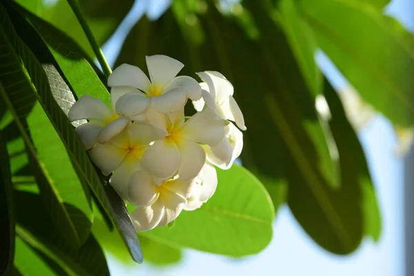 Close Van Witte Bloemen Groeien Buiten — Stockfoto