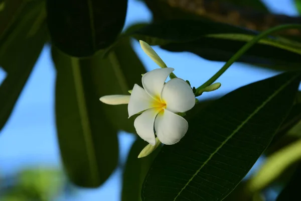Nahaufnahme Weißer Blumen Die Freien Wachsen — Stockfoto
