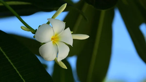 Açık Havada Büyüyen Beyaz Çiçekleri Kapatın — Stok fotoğraf