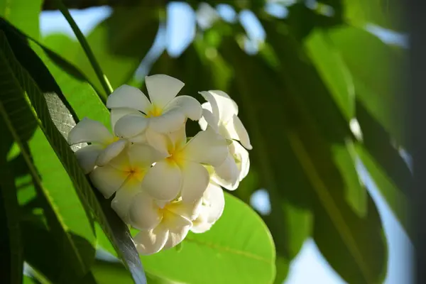 Zbliżenie Białe Kwiaty Rosnące Zewnątrz — Zdjęcie stockowe