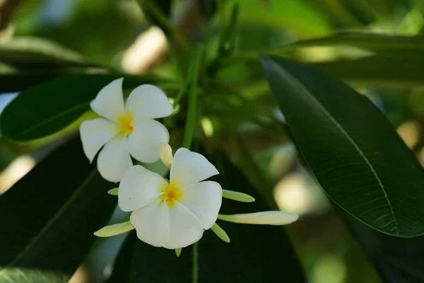 Закрыть Белые Цветы Растущие Открытом Воздухе — стоковое фото