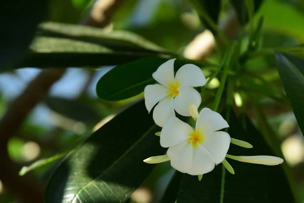 Primer Plano Flores Blancas Que Crecen Aire Libre — Foto de Stock