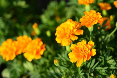 Çayırı turuncu çiçeklerle kapatın, boşluğu kopyalayın