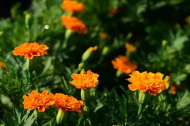 Çayırı turuncu çiçeklerle kapatın, boşluğu kopyalayın