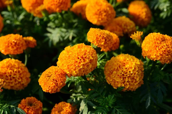 オレンジの花で牧草地を閉じて — ストック写真