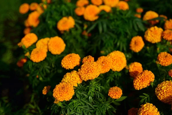 Primer Plano Del Prado Con Flores Color Naranja Espacio Copia — Foto de Stock