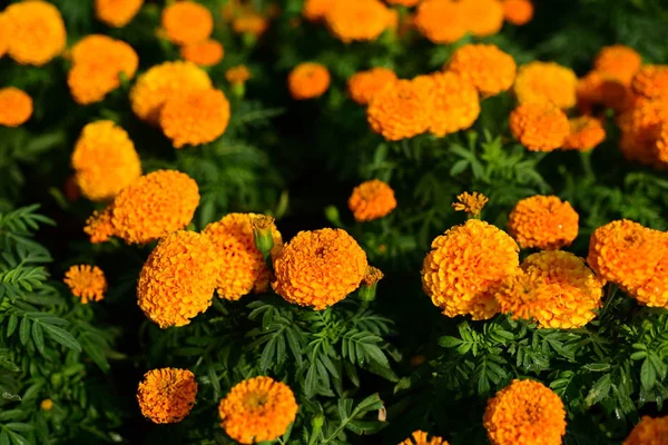 オレンジの花で牧草地を閉じて — ストック写真