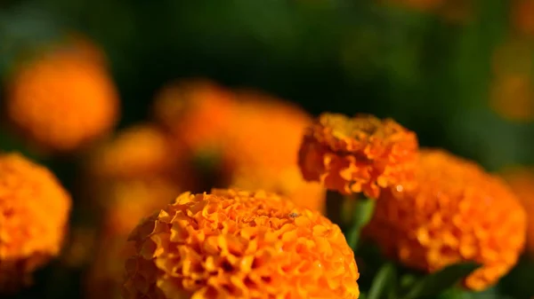 オレンジの花で牧草地を閉じて — ストック写真