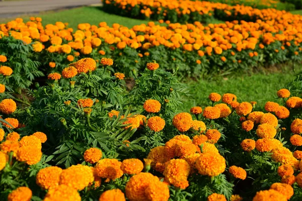 Közeli Rét Narancs Virágok Másolás Tér — Stock Fotó