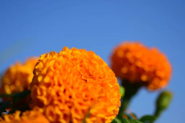 Közeli Rét Narancs Virágok Kék Háttér Másolás Tér — Stock Fotó