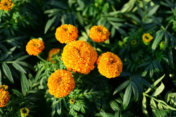 オレンジの花で牧草地を閉じて — ストック写真