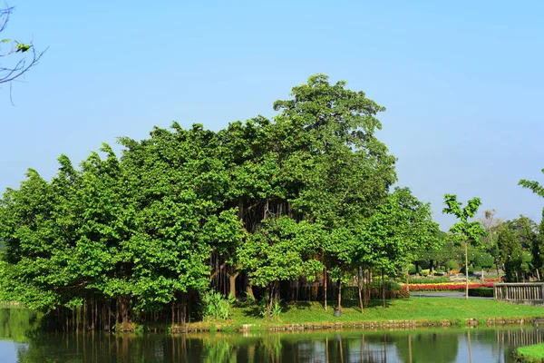 Widok Drzew Parku — Zdjęcie stockowe