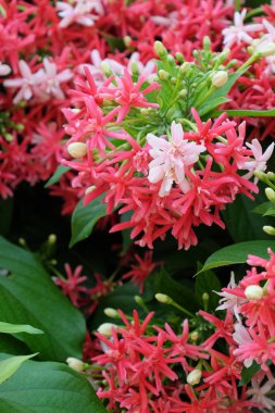 Bahçede güzel çiçekler açarlar. Bahçe bahçesinde çiçek açarlar. Ağaçta açan tropikal çiçekler.