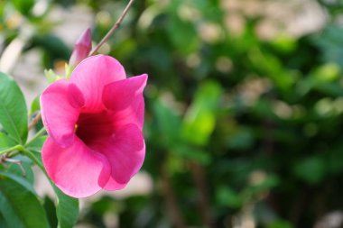 Bahçede güzel çiçekler açarlar. Bahçe bahçesinde çiçek açarlar. Ağaçta açan tropikal çiçekler.