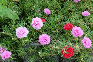 Açık havada yetişen renk çiçeklerini kapatın. 