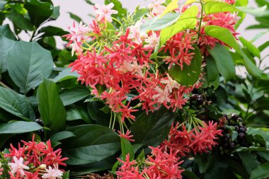 Bahçede güzel çiçekler yaz aylarında Blooming.