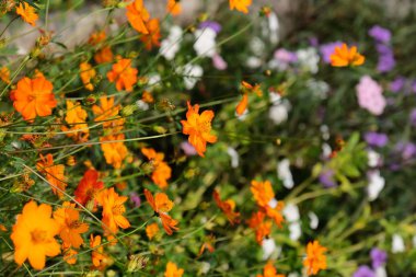 Bahçede güzel çiçekler yaz aylarında Blooming.