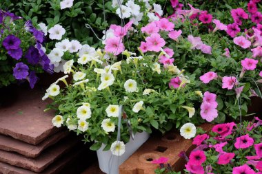 Bahçede güzel çiçekler yaz aylarında Blooming.