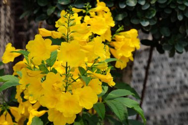 Bahçede güzel çiçekler yaz aylarında Blooming.