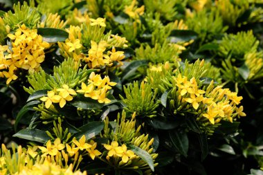 Bahçede güzel çiçekler yaz aylarında Blooming.