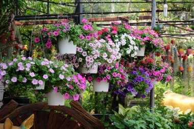 Bahçede güzel çiçekler yaz aylarında Blooming.