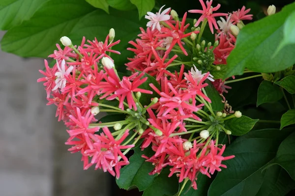 Красиві Квіти Саду Квітучі Влітку Краєвиди Формальний Сад Тропічні Квіти — стокове фото