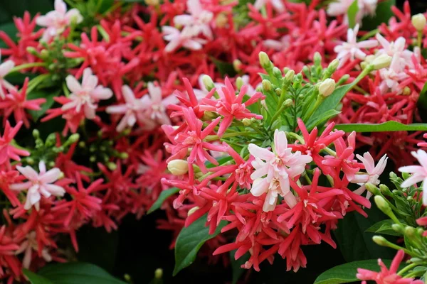 Красиві Квіти Саду Квітучі Влітку Краєвиди Формальний Сад Тропічні Квіти — стокове фото