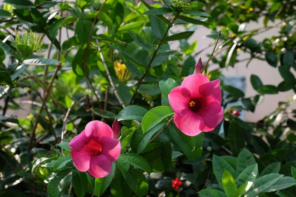 美丽的花在夏天的花园里盛开 园林绿化的形式化的花园 热带的花在树上盛开 — 图库照片