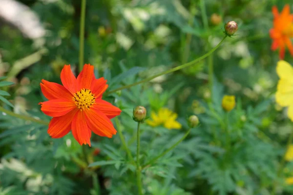 Bellissimi Fiori Giardino Fioritura Estate Paesaggistica Formale Garden Fiori Tropicali — Foto Stock