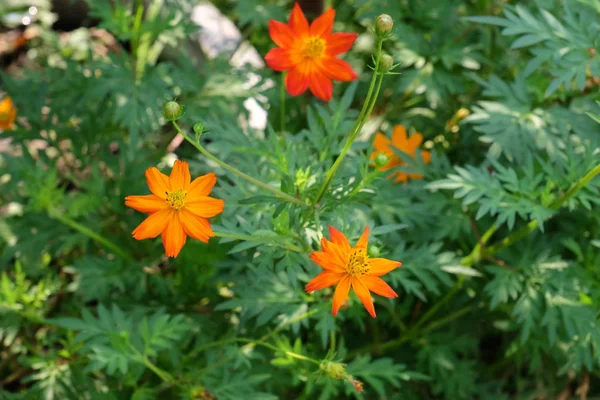 Belles Fleurs Dans Jardin Floraison Été Paysager Formal Garden Tropical — Photo