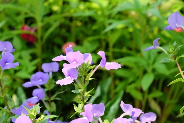 Close Flores Cor Crescendo Livre — Fotografia de Stock