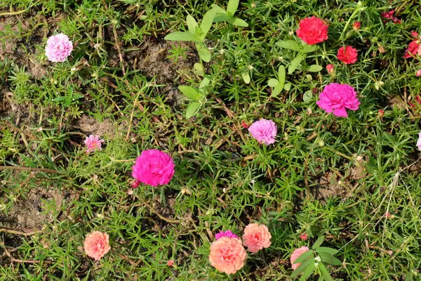 Zblízka Barevné Květy Rostoucí Venku — Stock fotografie