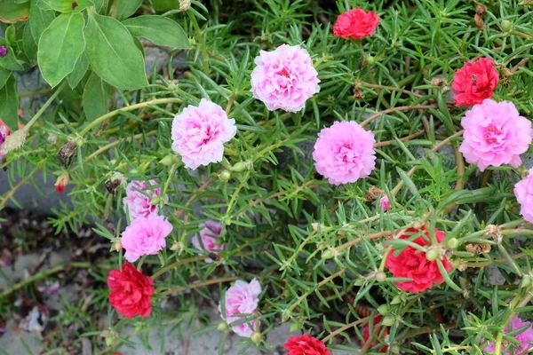Belles Fleurs Dans Jardin Floraison Été Paysager Jardin Formel Park — Photo