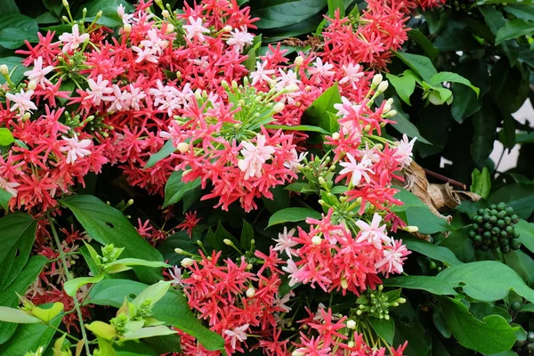 Belles Fleurs Dans Jardin Floraison Été — Photo