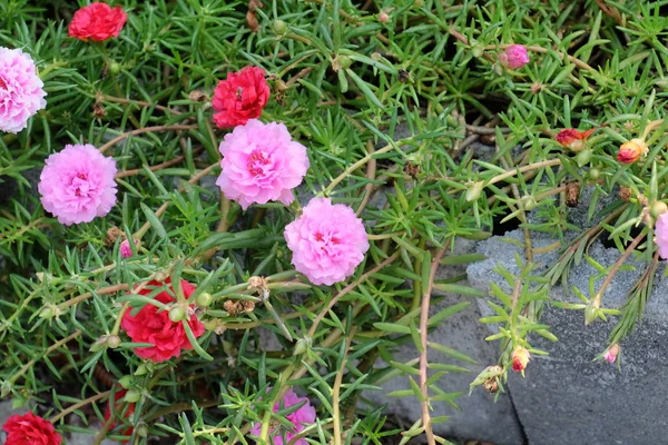 Prachtige Bloemen Tuin Bloeien Zomer — Stockfoto