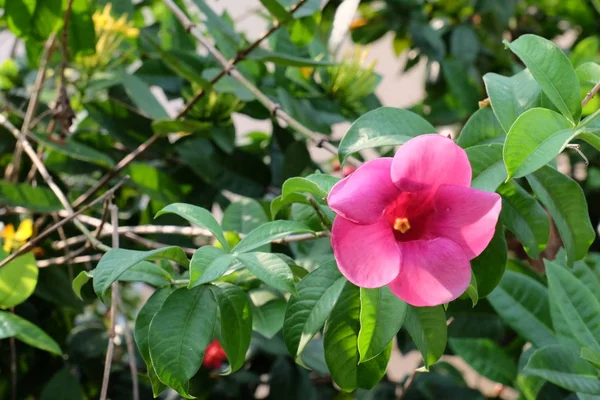 Lindas Flores Jardim Florescendo Verão — Fotografia de Stock
