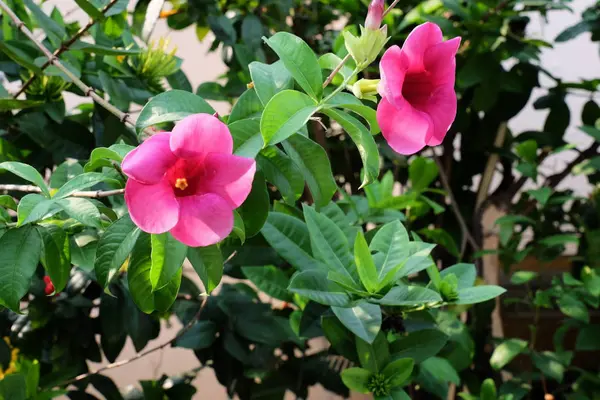 Lindas Flores Jardim Florescendo Verão — Fotografia de Stock