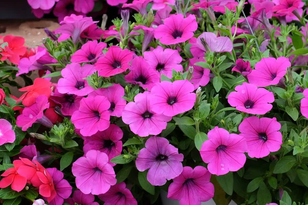 Gyönyörű Virágok Kertben Virágzó Nyár — Stock Fotó