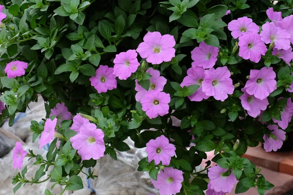 Schöne Blumen Garten Die Sommer Blühen — Stockfoto