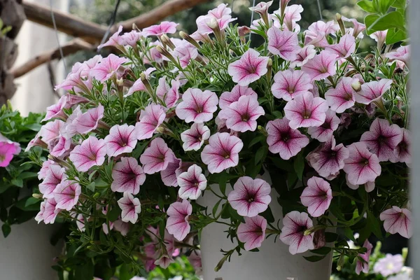 Schöne Blumen Garten Die Sommer Blühen — Stockfoto