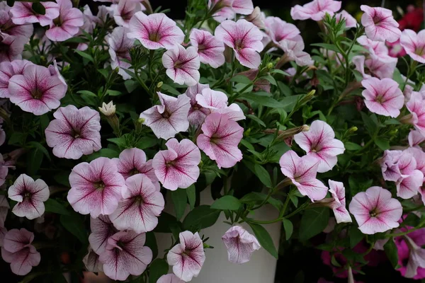 Schöne Blumen Garten Die Sommer Blühen — Stockfoto